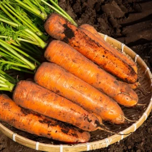 당근 1kg (테스트)